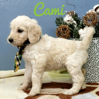 Cami (1).jpeg