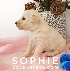sophie (1).jpeg