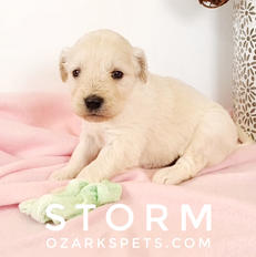 Storm English Cream Goldendoodle Puppy