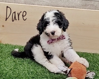 dare (7).jpeg