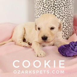 Cookie English Cream Goldendoodle
