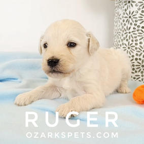 Ruger English Cream Goldendoodle Puppy