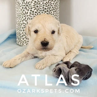 atlas (1).jpeg