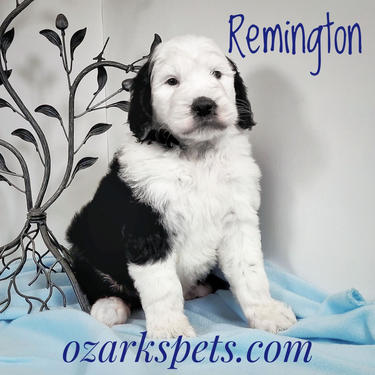 Sheepadoodle Puppy