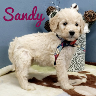 Sandy (1).jpeg
