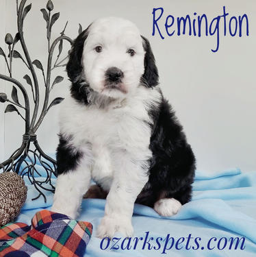 Sheepadoodle Puppy