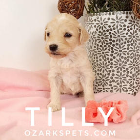 Tilly English Cream Goldendoodle