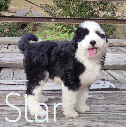 star (8).jpeg