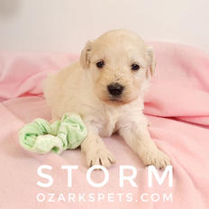 storm (1).jpeg