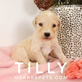 Tilly English Cream Goldendoodle
