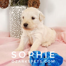Sophie English Cream Goldendoodle Puppy