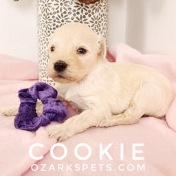 Cookie English Cream Goldendoodle