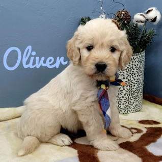 Oliver (1).jpeg