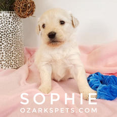 sophie (3).jpeg