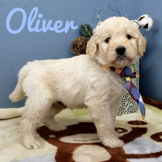 Oliver (3).jpeg
