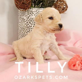 Tilly English Cream Goldendoodle
