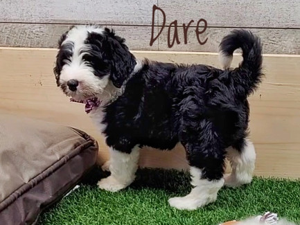 dare (3).jpeg