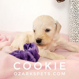 Cookie English Cream Goldendoodle