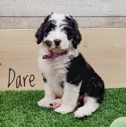 dare (5).jpeg
