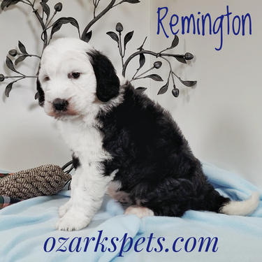 Sheepadoodle Puppy