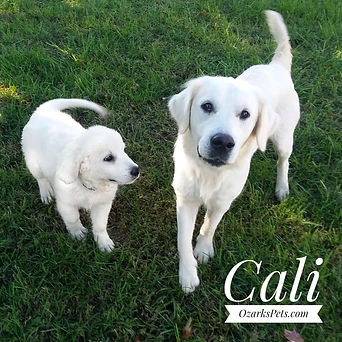Cali