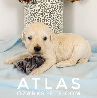 atlas (3).jpeg