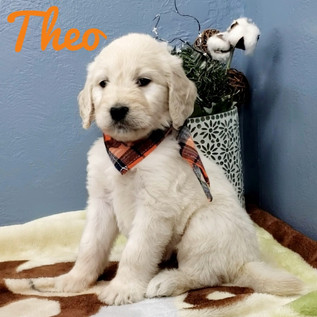 Theo (2).jpeg