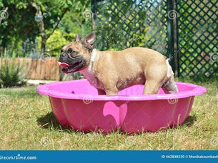 Guía Completa para Cuidar a Tus Perros del Calor y las Pulgas con Fotos y Consejos Prácticos
