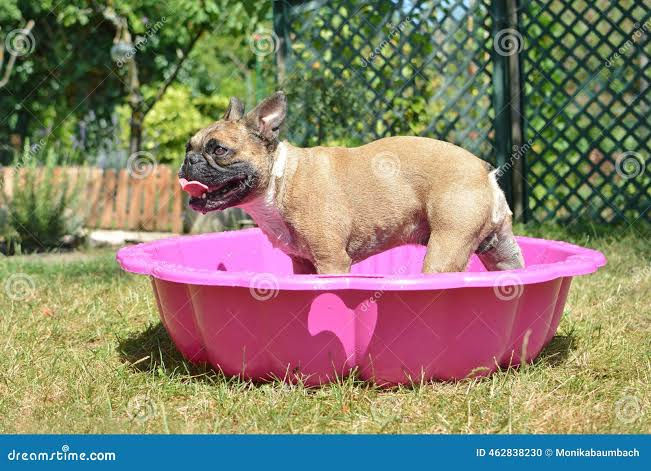 Guía Completa para Cuidar a Tus Perros del Calor y las Pulgas con Fotos y Consejos Prácticos
