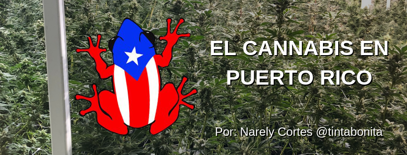 Cannalatino y El cannabis en Puerto Rico