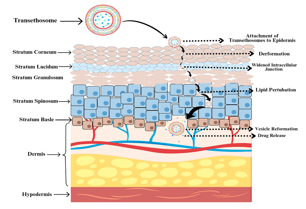 Figure 5: Illustrates the mechanism of transethosome-mediated skin permeation.