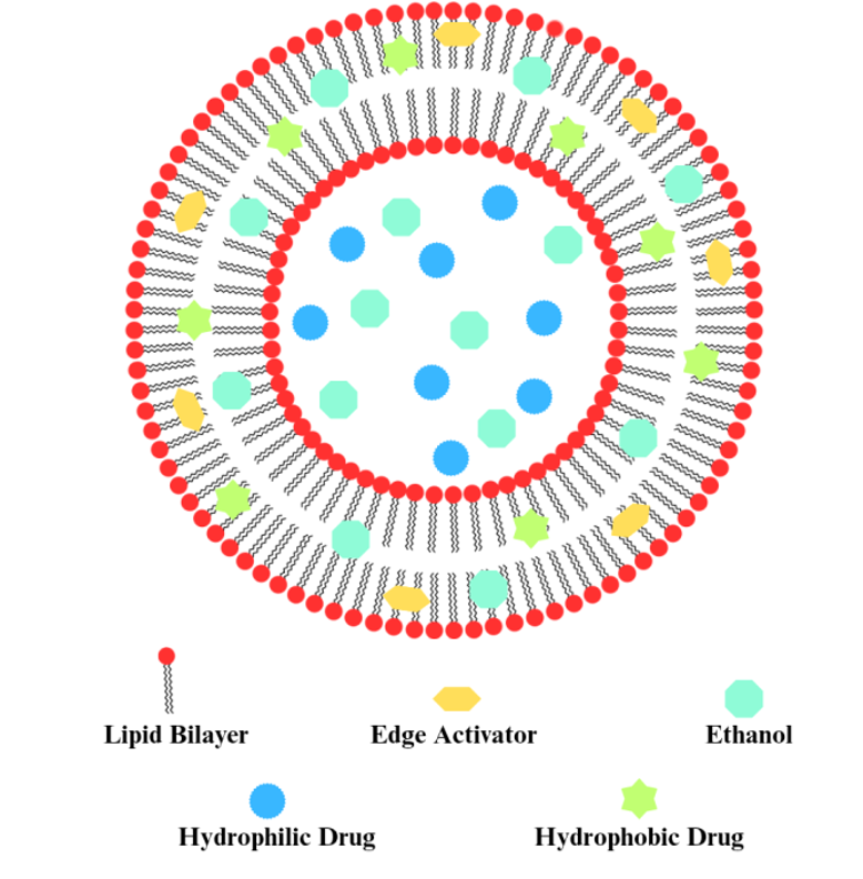 Figure 3: Structure of transethosomes