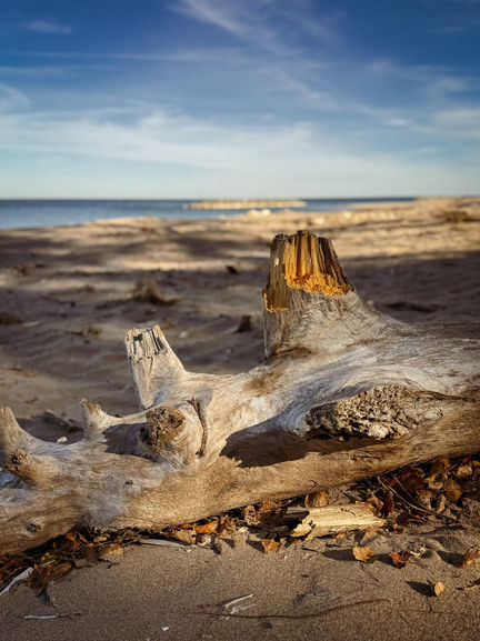 Sun-drenched Driftwood