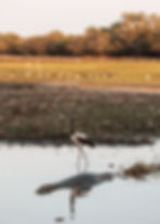 141231-Wildlife in the Top End-56