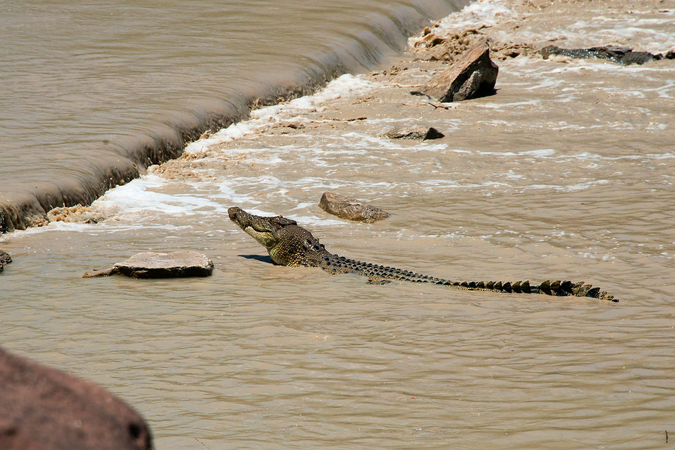 kct-guluyambi-croc-2