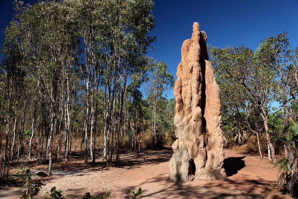litchfield-national-park-termite-mound-pierdest-shutterstock_685012405
