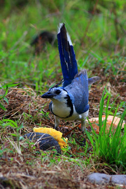 Blue Jay