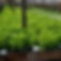Huerta NFT extensiva