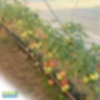 Miniatura: KIT Sales minerales Hidroponia - Solución Nutritiva - Bases A y B - Fertilizante