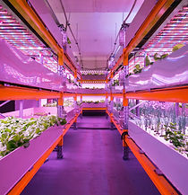 Shelves with lettuce in aquaponics syste