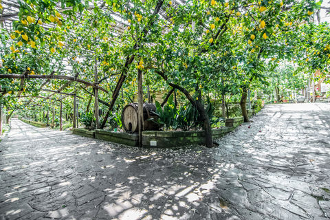 pergolato-limoni-agriturismo-giardino-di-vigliano.jpeg