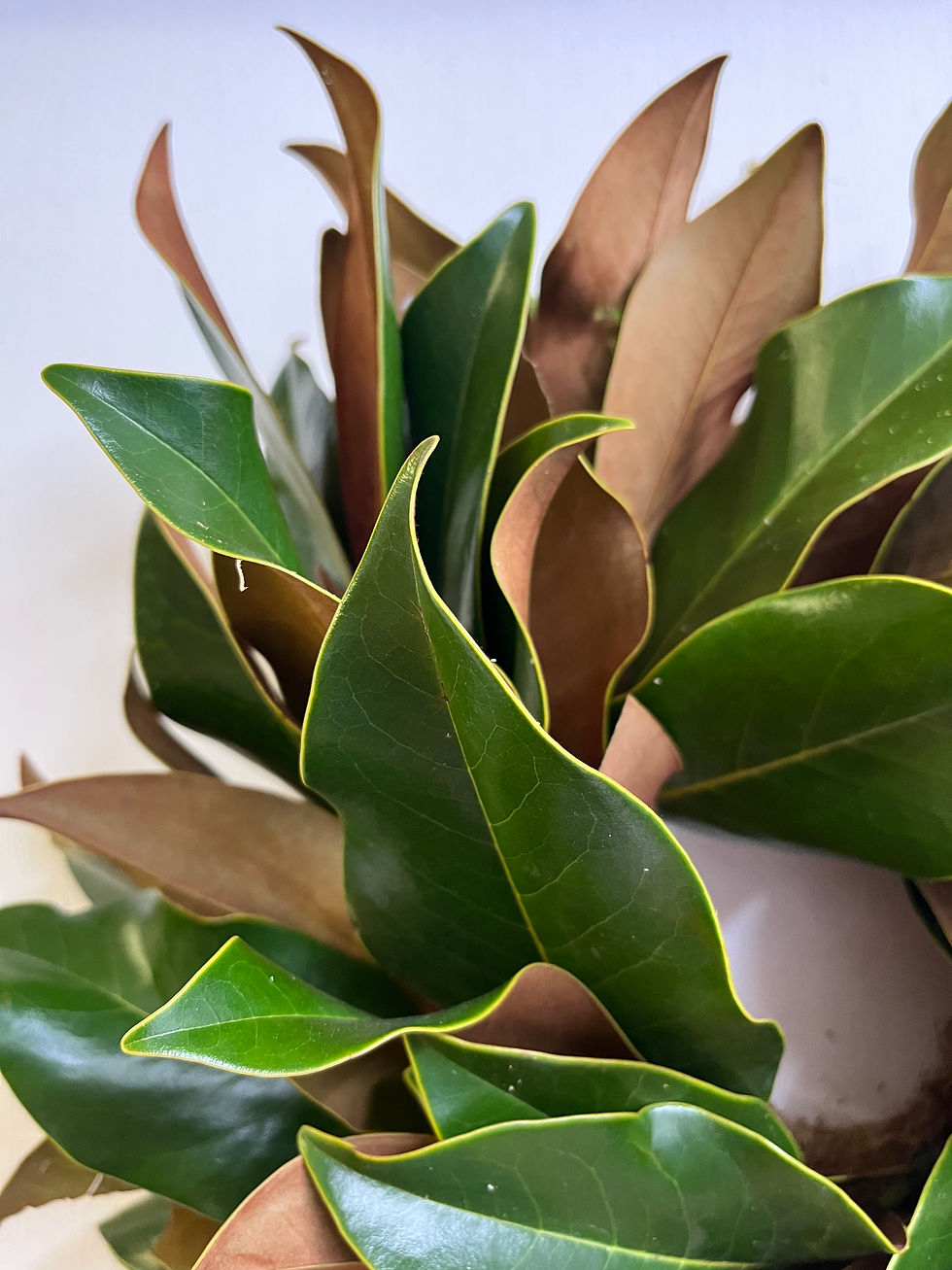 Thumbnail: Fresh Magnolia Wreath