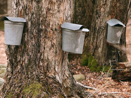 That Time Of Year, Sugar Time !