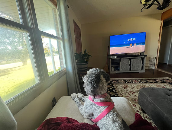 House_window watching.jpeg