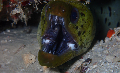Spotface moray eel