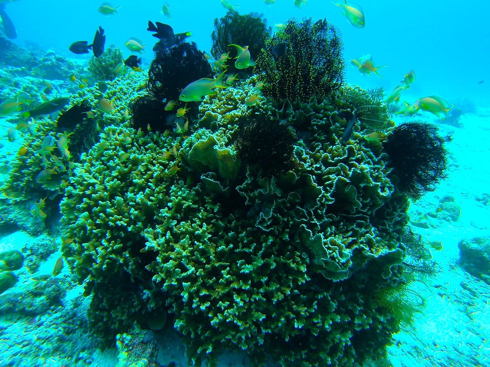 Coral Garden Fish