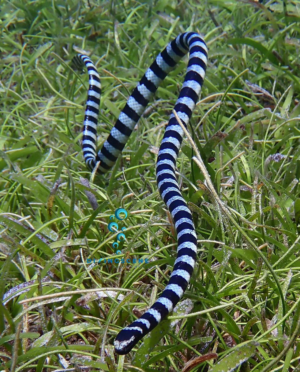 Banded sea krait