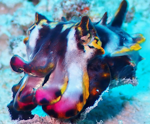 Flamboyant Cuttlefish