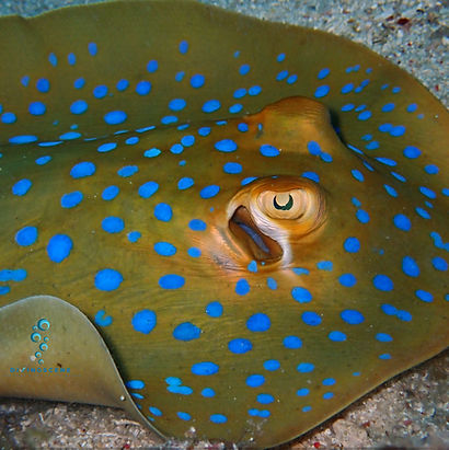 Blue spotted ribbon tail stingray