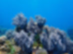 Coral Reef Apo Island